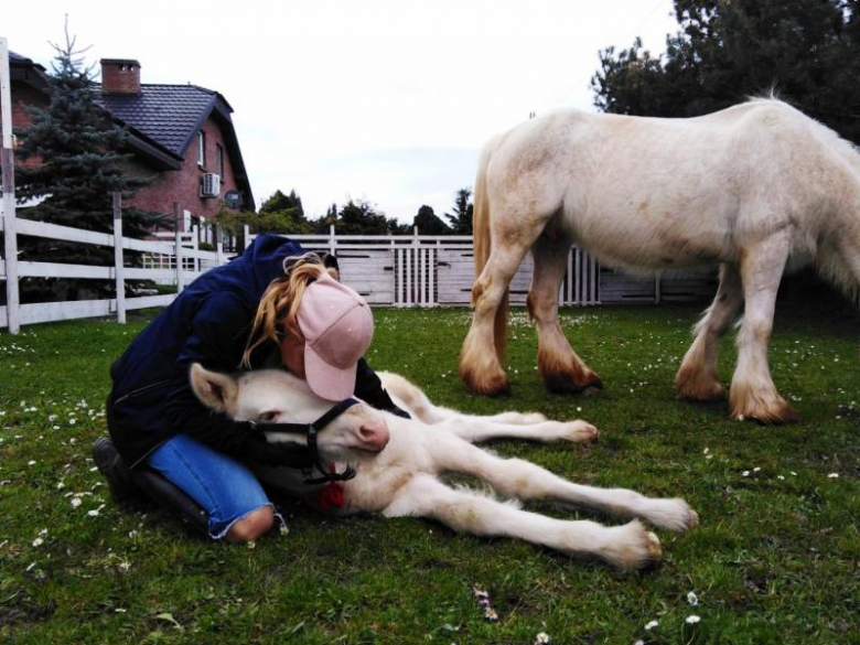 Stajnia Ardena w Gałowie