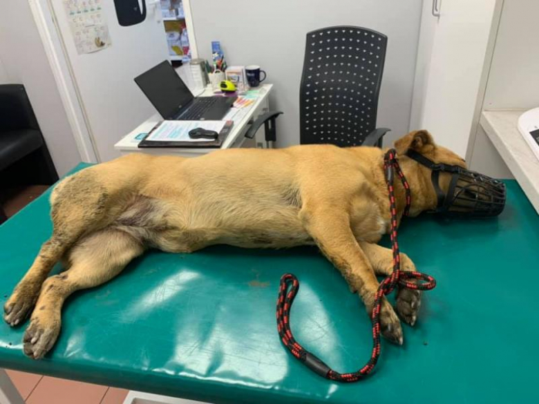 Potrącona suczka ma połamaną miednicę