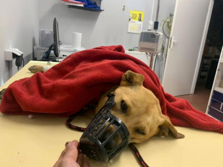 Potrącona suczka ma połamaną miednicę