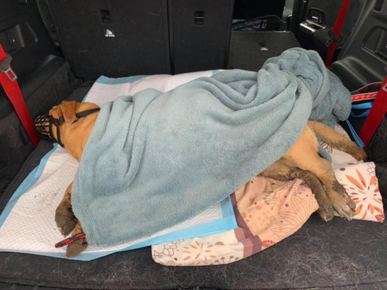 Potrącona suczka ma połamaną miednicę