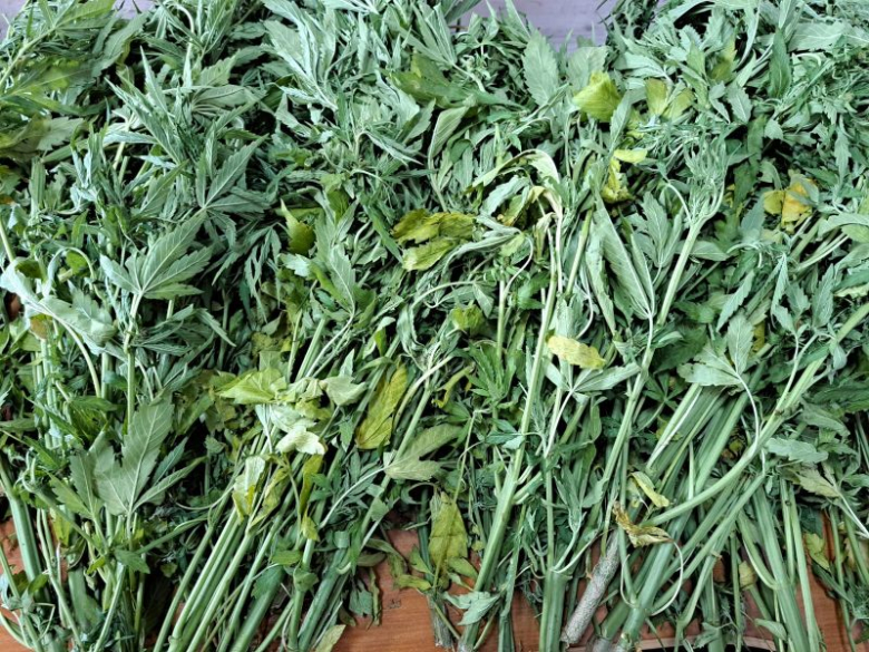 W powiecie średzkim zlikwidowano plantację konopi