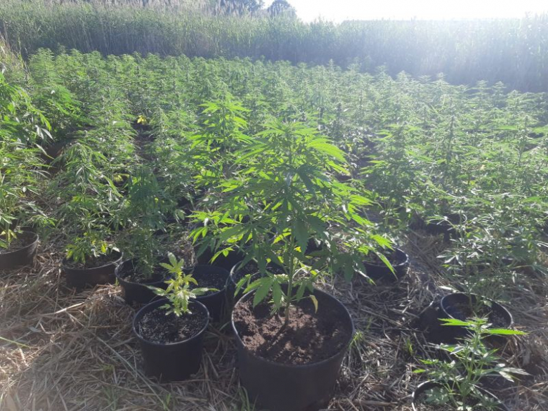 W powiecie średzkim zlikwidowano plantację konopi
