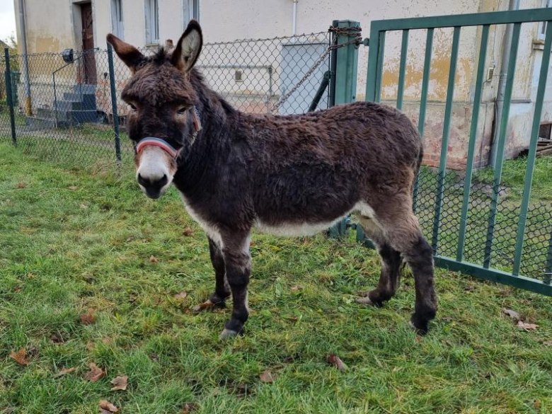 Jarmark Bożonarodzeniowy w Malczycach 2023