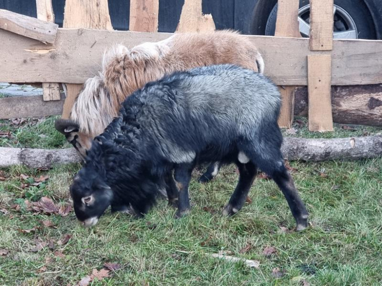 Jarmark Bożonarodzeniowy w Malczycach 2023