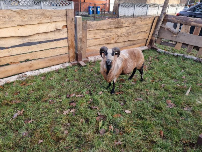 Jarmark Bożonarodzeniowy w Malczycach 2023