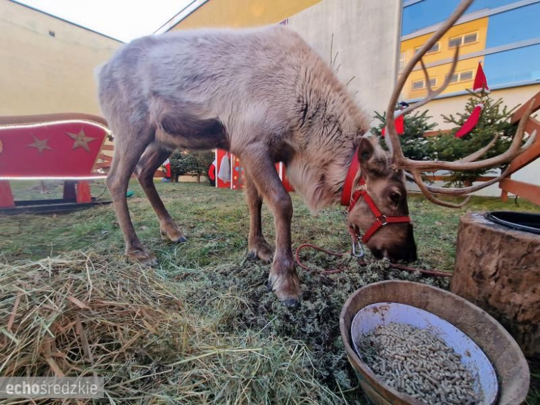 Mnóstwo atrakcji podczas finału WOŚP w Miękini