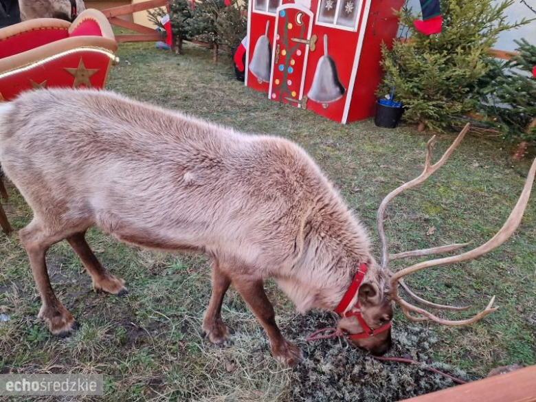 Mnóstwo atrakcji podczas finału WOŚP w Miękini