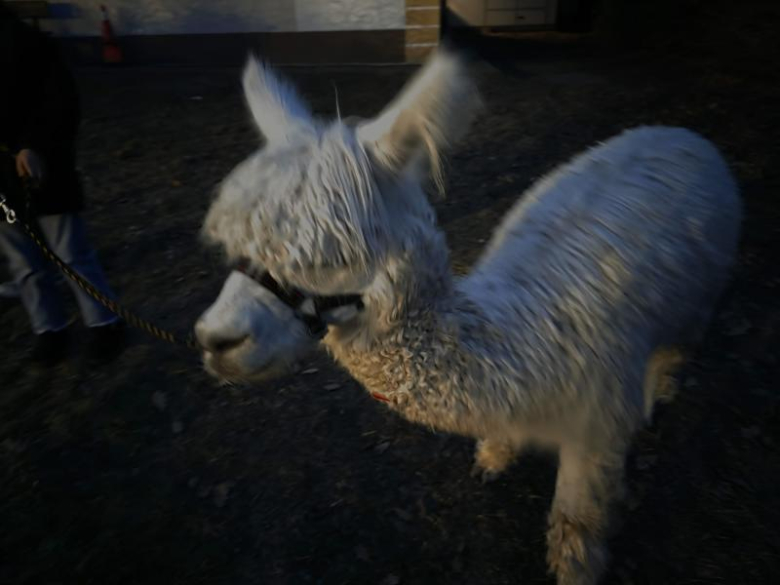 	Finał WOŚP w Miękini