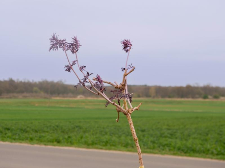 Nowe nasadzenia drzew