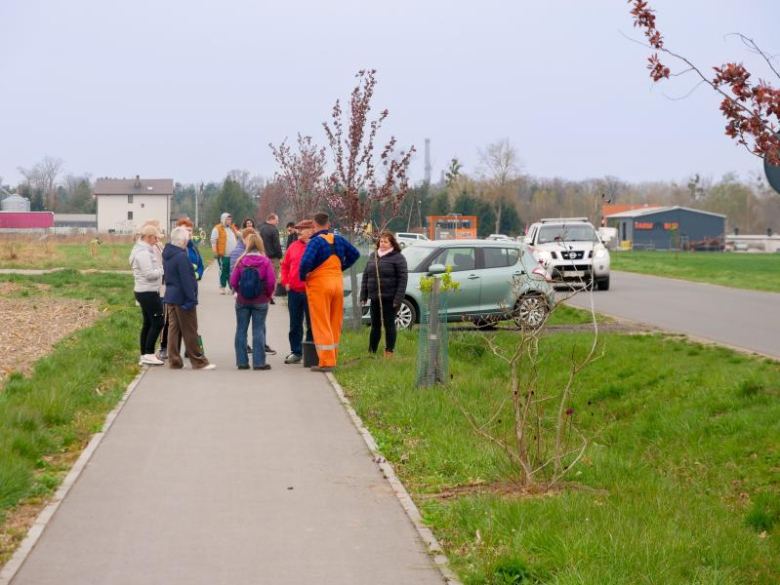 Nowe nasadzenia drzew