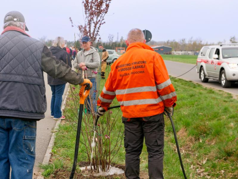 Nowe nasadzenia drzew
