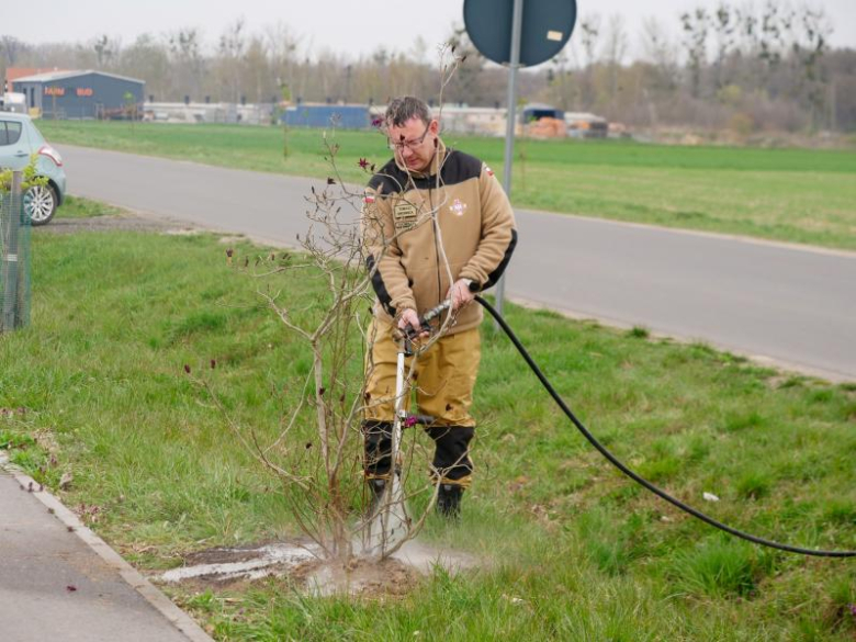 Nowe nasadzenia drzew