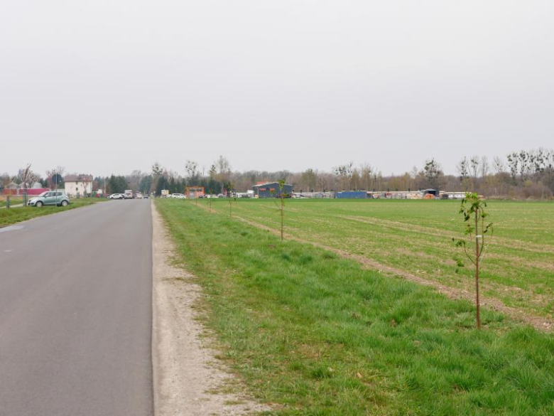 Nowe nasadzenia drzew