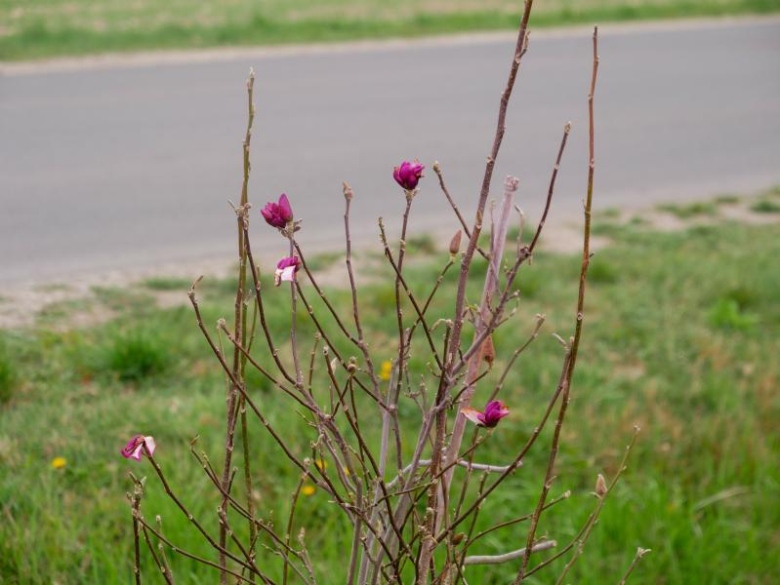 Nowe nasadzenia drzew