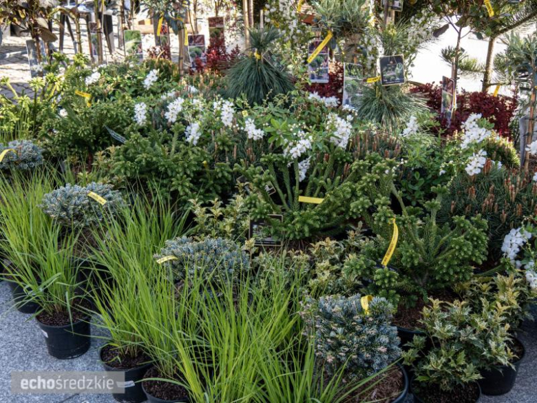 Dzień Ziemi na Rynku Dolnym w Środzie Śląskiej