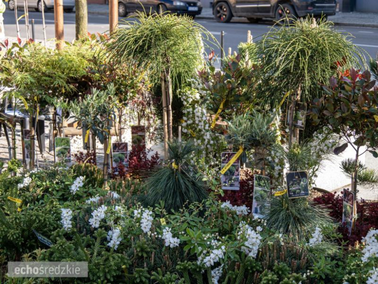 Dzień Ziemi na Rynku Dolnym w Środzie Śląskiej