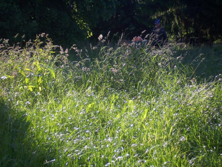 Miejsca zielone w Ząbkowicach