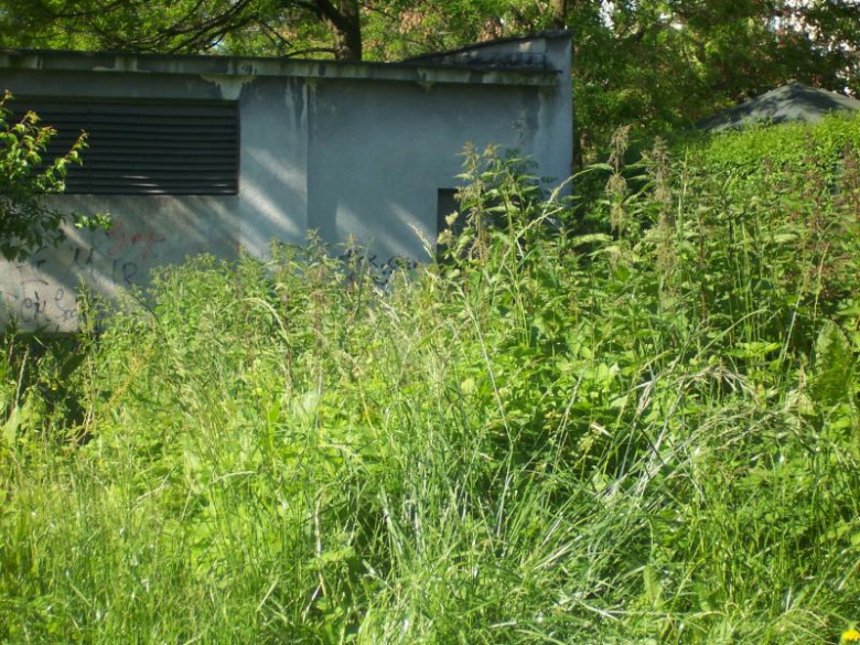 Miejsca zielone w Ząbkowicach