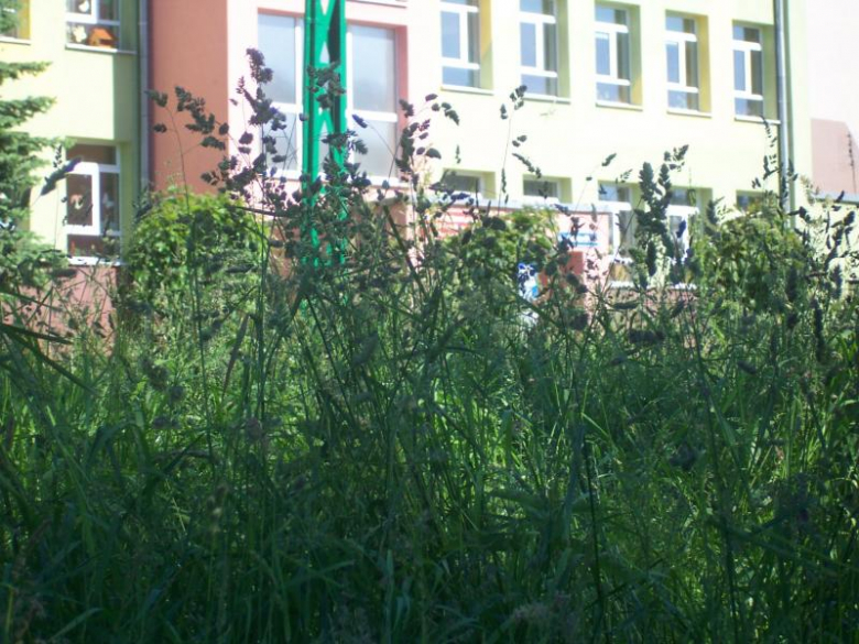 Miejsca zielone w Ząbkowicach