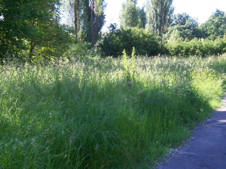 Miejsca zielone w Ząbkowicach