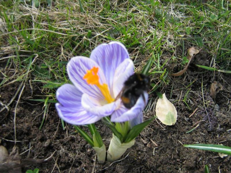 Pierwsze oznaki wiosny