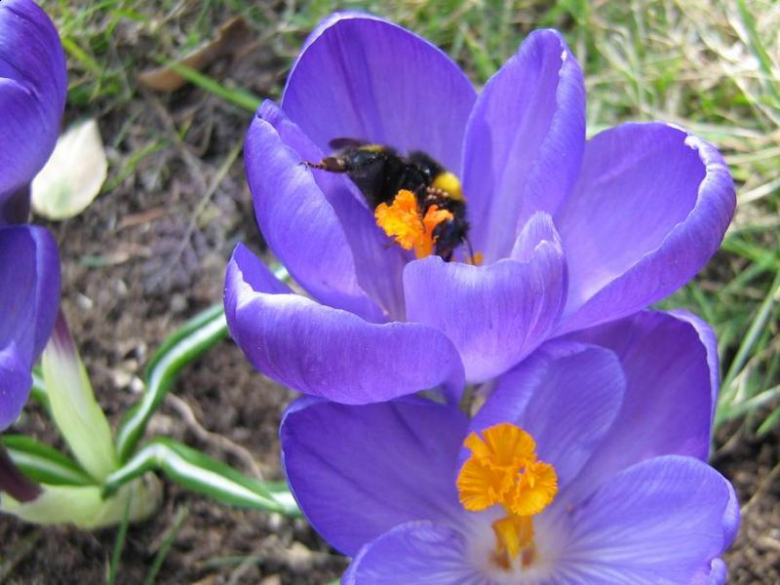 Pierwsze oznaki wiosny