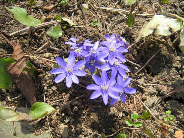 Pierwsze oznaki wiosny