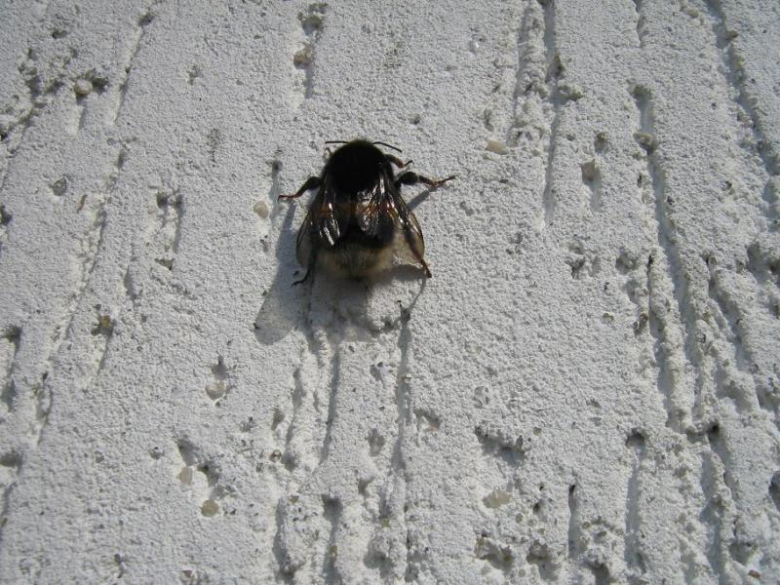 Pierwsze oznaki wiosny