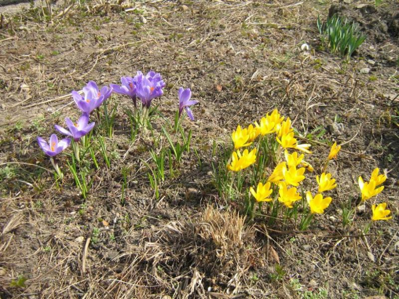 Pierwsze oznaki wiosny