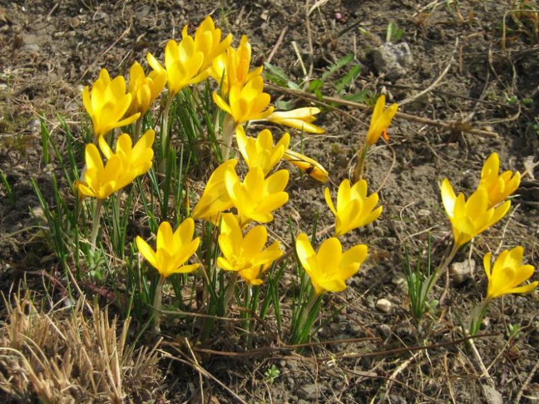 Pierwsze oznaki wiosny