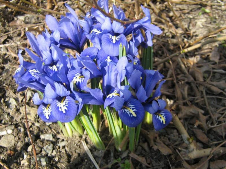 Pierwsze oznaki wiosny