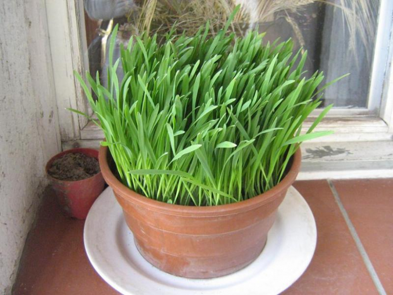 Pierwsze oznaki wiosny