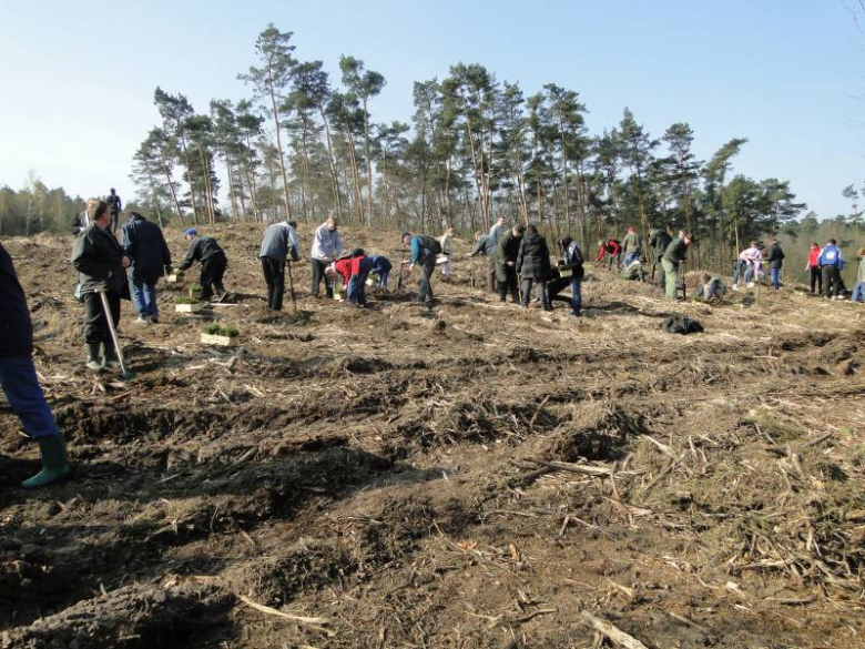 Sadzenie lasu na terenie Leśnictwa Mrozów - kwiecień 2012