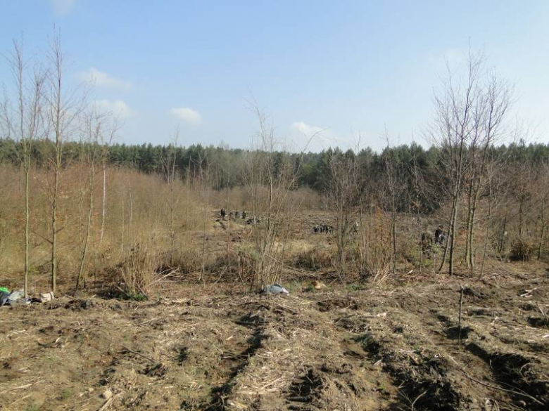 Sadzenie lasu na terenie Leśnictwa Mrozów - kwiecień 2012