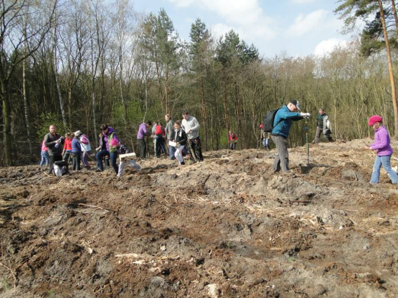 Sadzenie lasu na terenie Leśnictwa Mrozów - kwiecień 2012