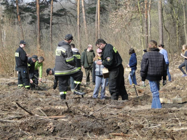 Sadzenie lasu na terenie Leśnictwa Mrozów - kwiecień 2012
