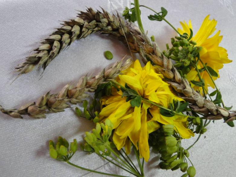 Jastrzębce 15 sierpnia 2011