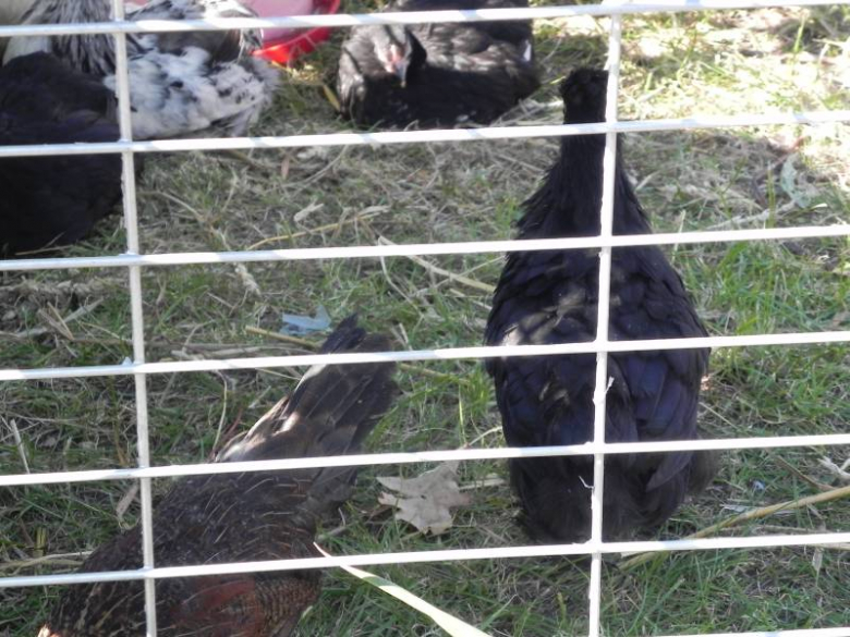 II Festiwal Lata w Miękini