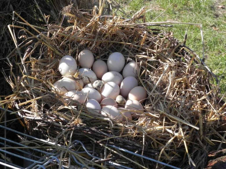 II Festiwal Lata w Miękini