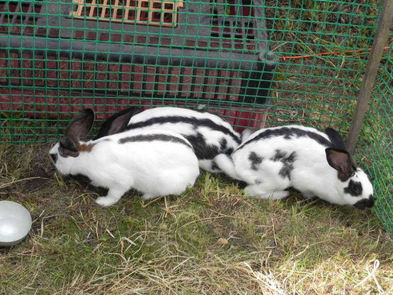 Dożynki Gminne w Udaninie 2011