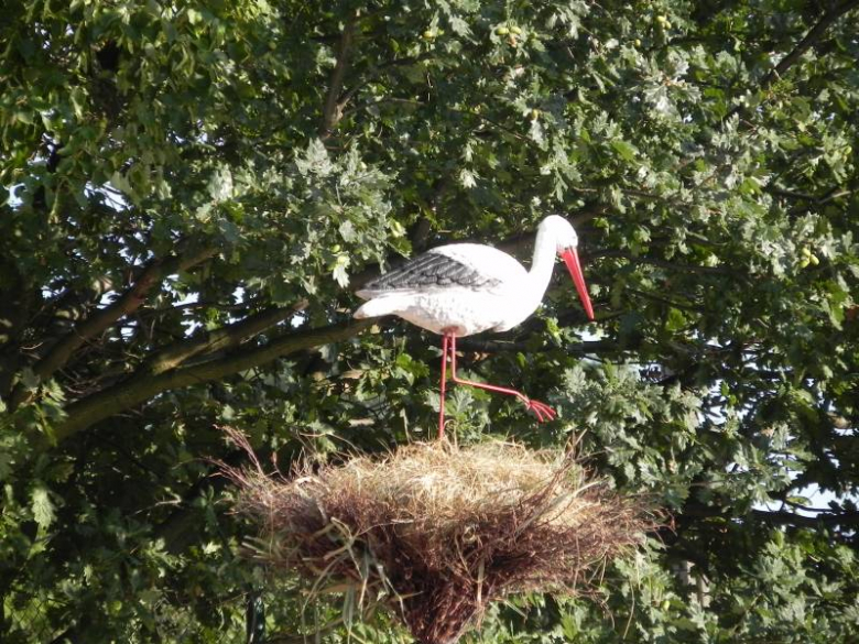 Dożynki Gminne w Udaninie 2011