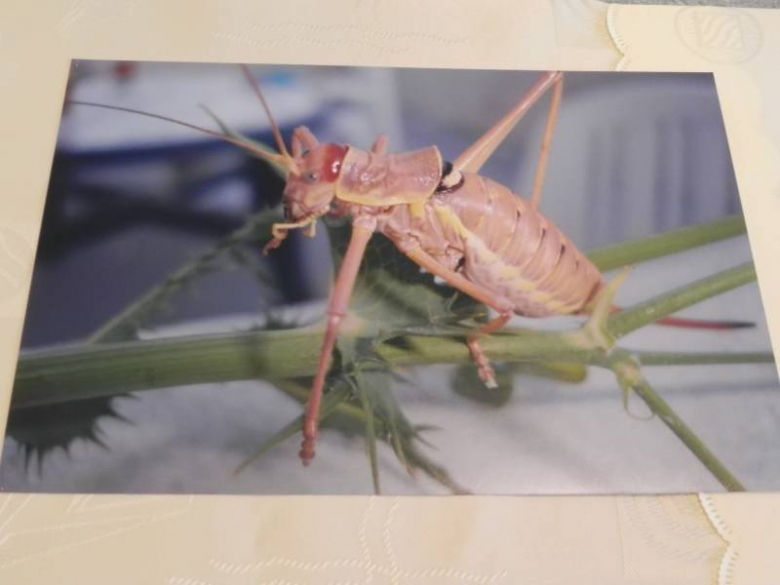 „X konkurs fotograficzny" - Środa Śląska 2010