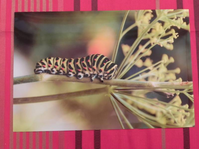 „X konkurs fotograficzny" - Środa Śląska 2010