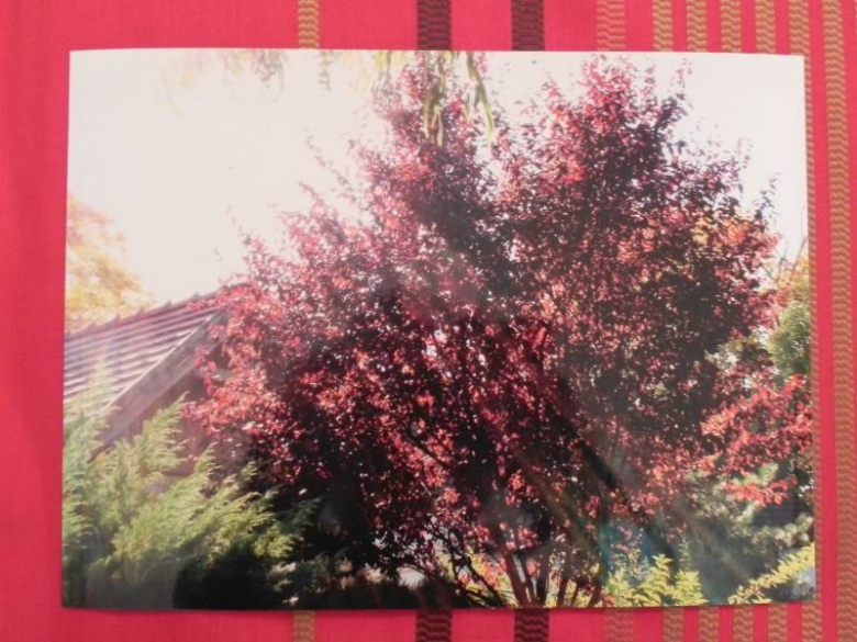 „X konkurs fotograficzny" - Środa Śląska 2010