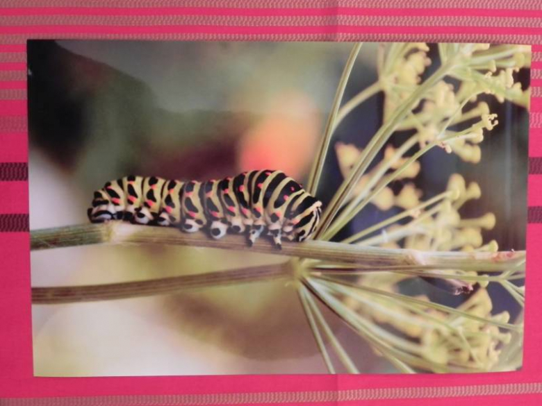 „X konkurs fotograficzny" - Środa Śląska 2010