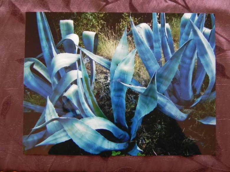 „X konkurs fotograficzny" - Środa Śląska 2010