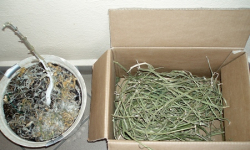 Konopie indyjskie hodował w szafie