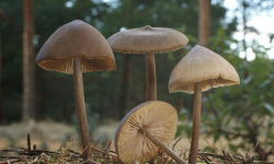 W Polsce rozpoczął się sezon na grzyby halucynogenne