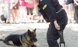 Wymyśl imię policyjnemu wilczurowi