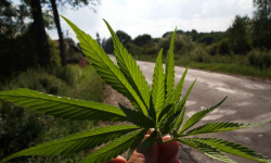 Częstował kolegów narkotykami. Sąd aresztował go na dwa miesiące